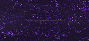 Belenco 1043 Magic Purple